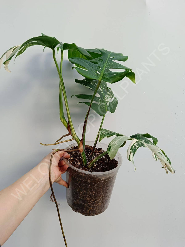 Monstera deliciosa variegata albo