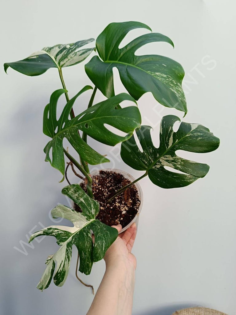 Monstera deliciosa variegata albo