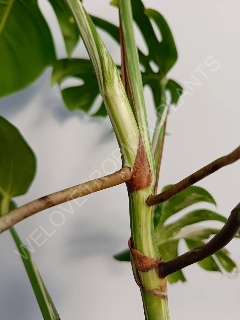 Monstera deliciosa variegata albo