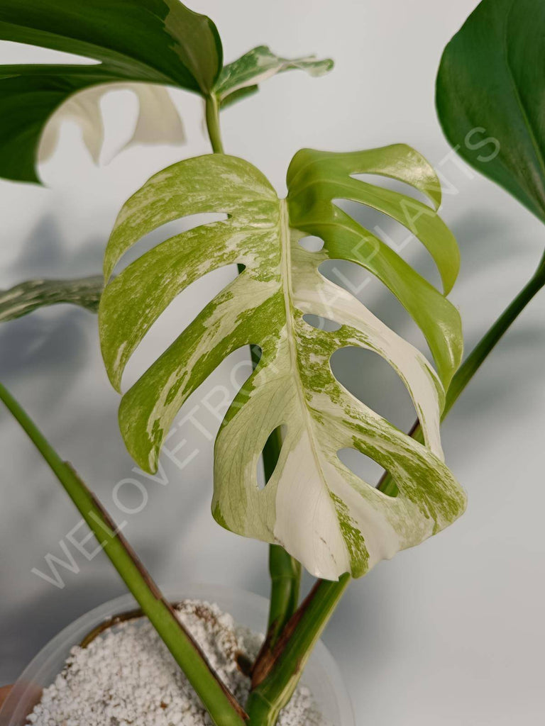 Monstera deliciosa variegata albo