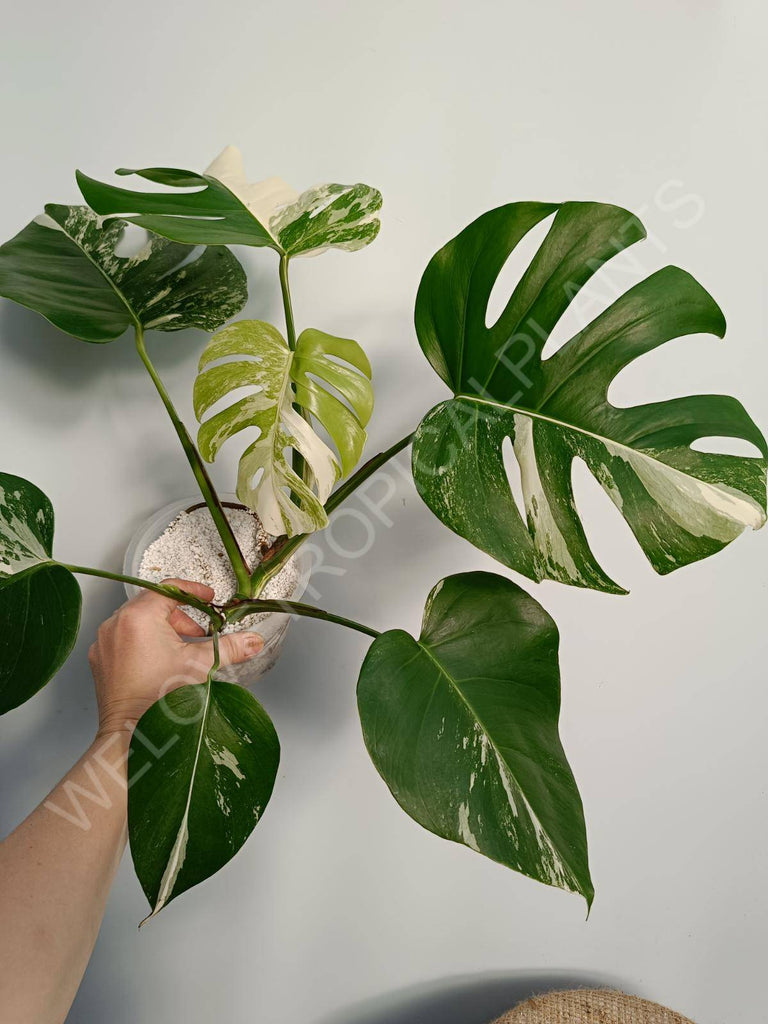 Monstera deliciosa variegata albo