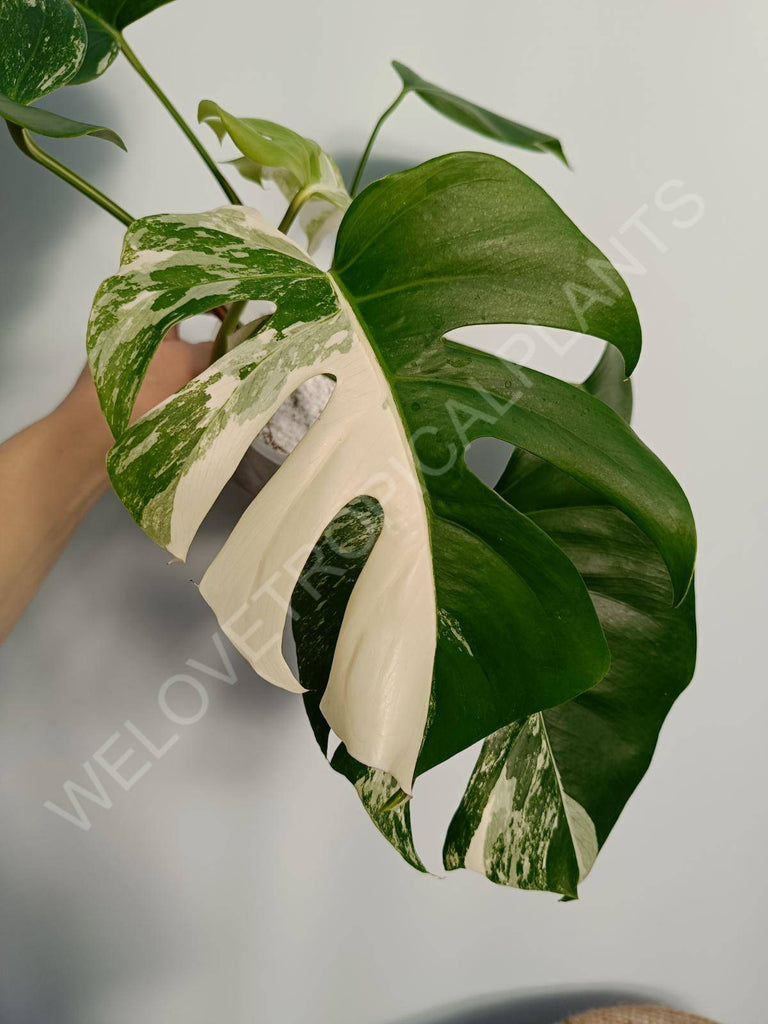 Monstera deliciosa variegata albo