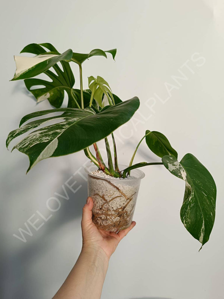 Monstera deliciosa variegata albo