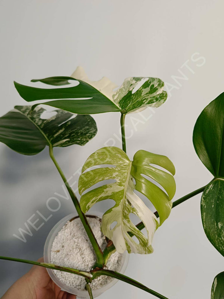 Monstera deliciosa variegata albo