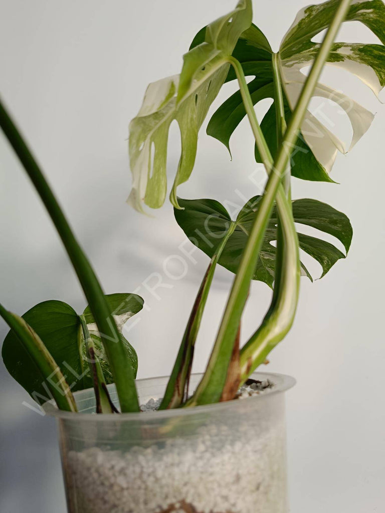 Monstera deliciosa variegata albo