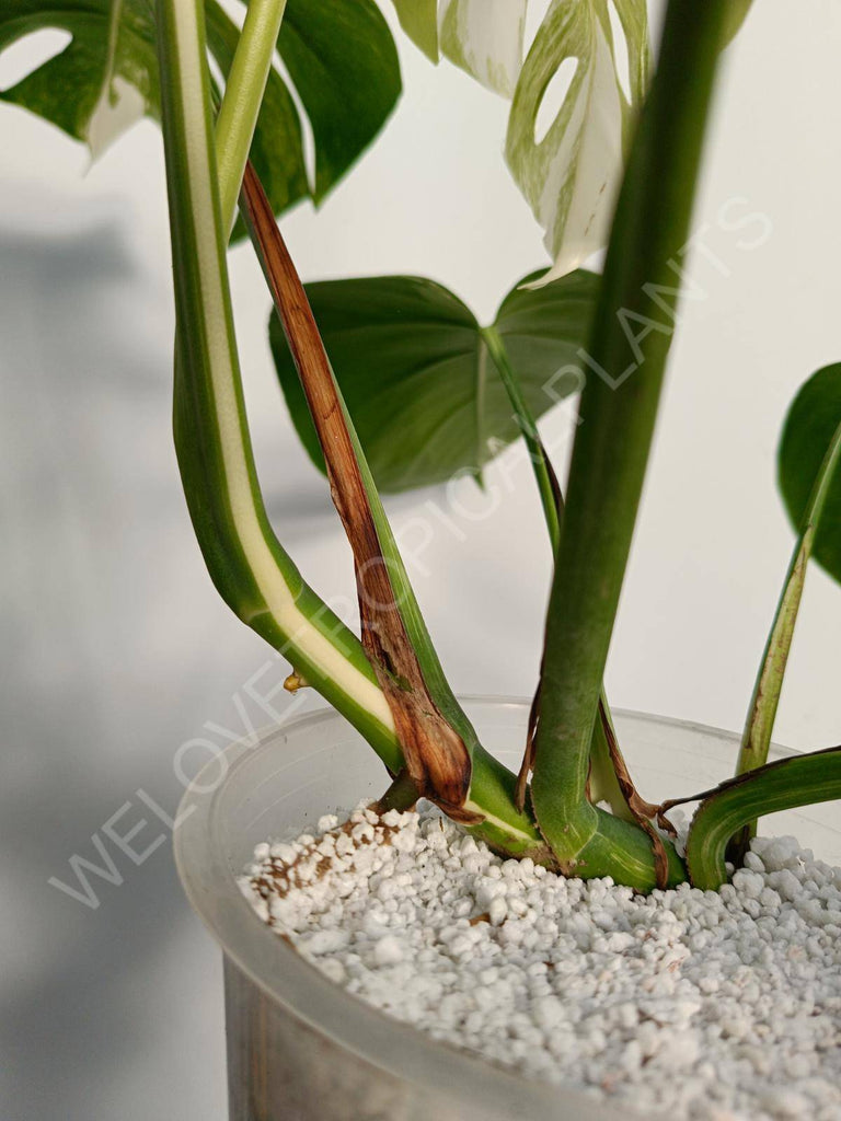 Monstera deliciosa variegata albo