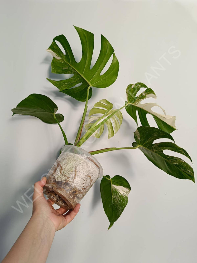 Monstera deliciosa variegata albo