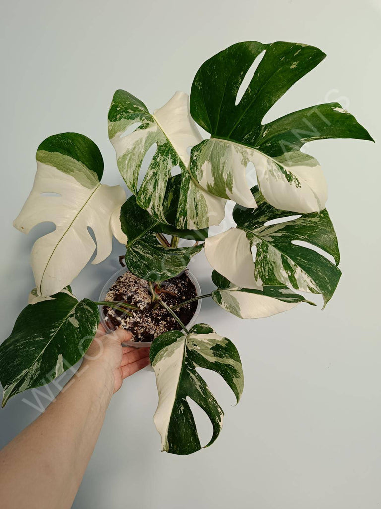 Monstera deliciosa variegata albo