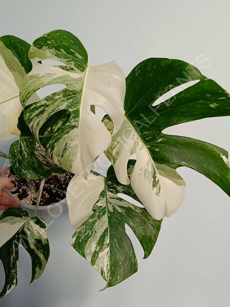 Monstera deliciosa variegata albo