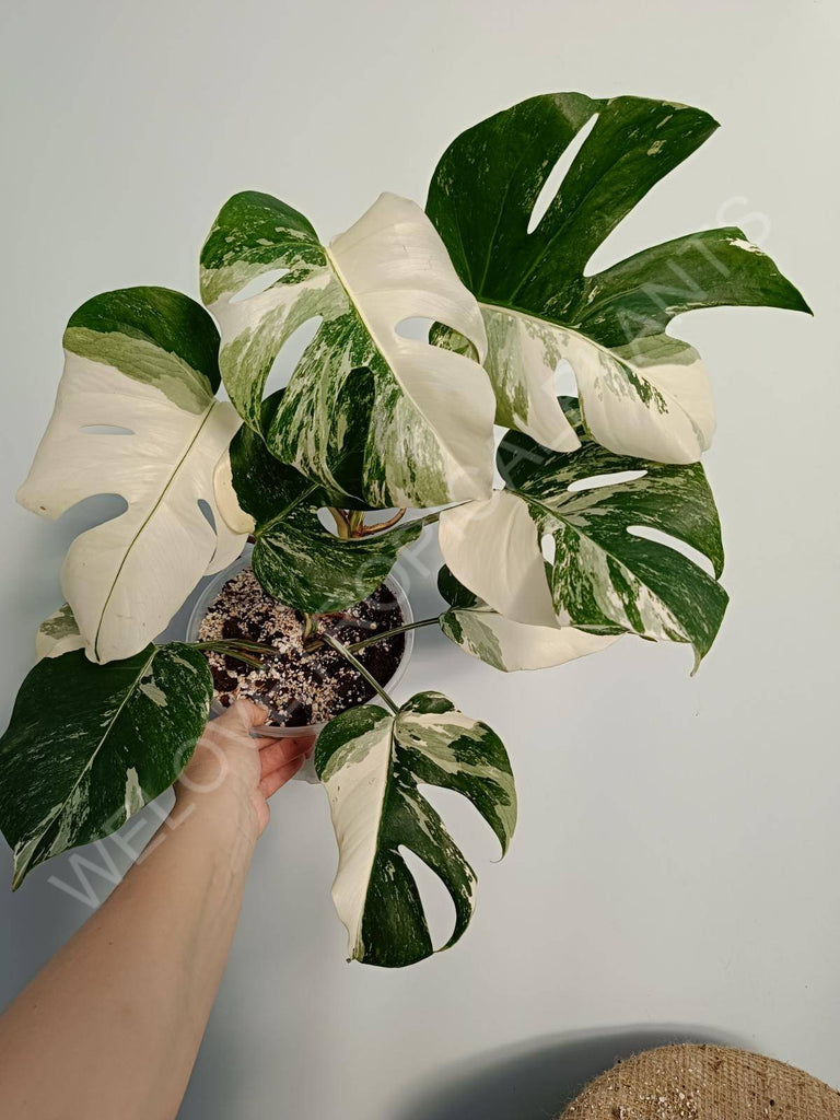 Monstera deliciosa variegata albo