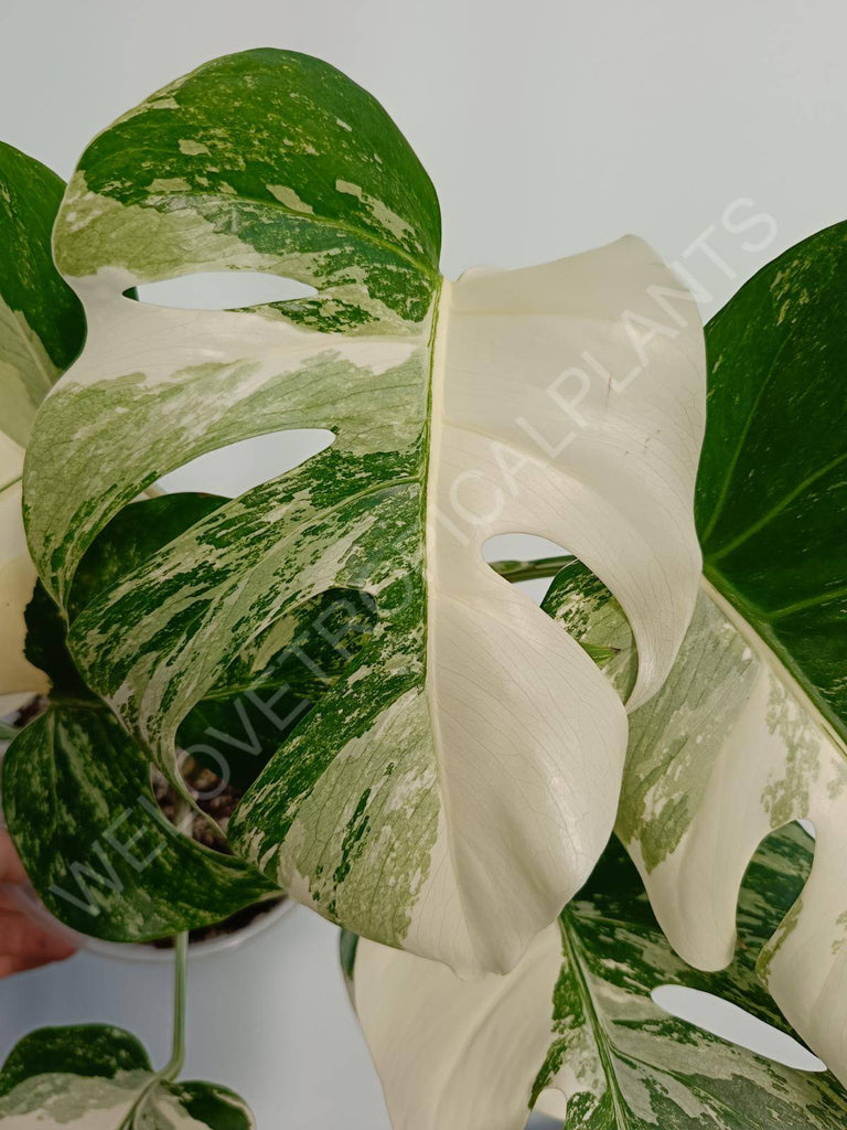 Monstera deliciosa variegata albo