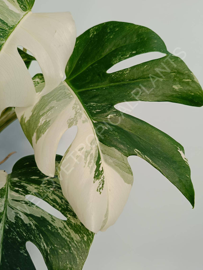 Monstera deliciosa variegata albo