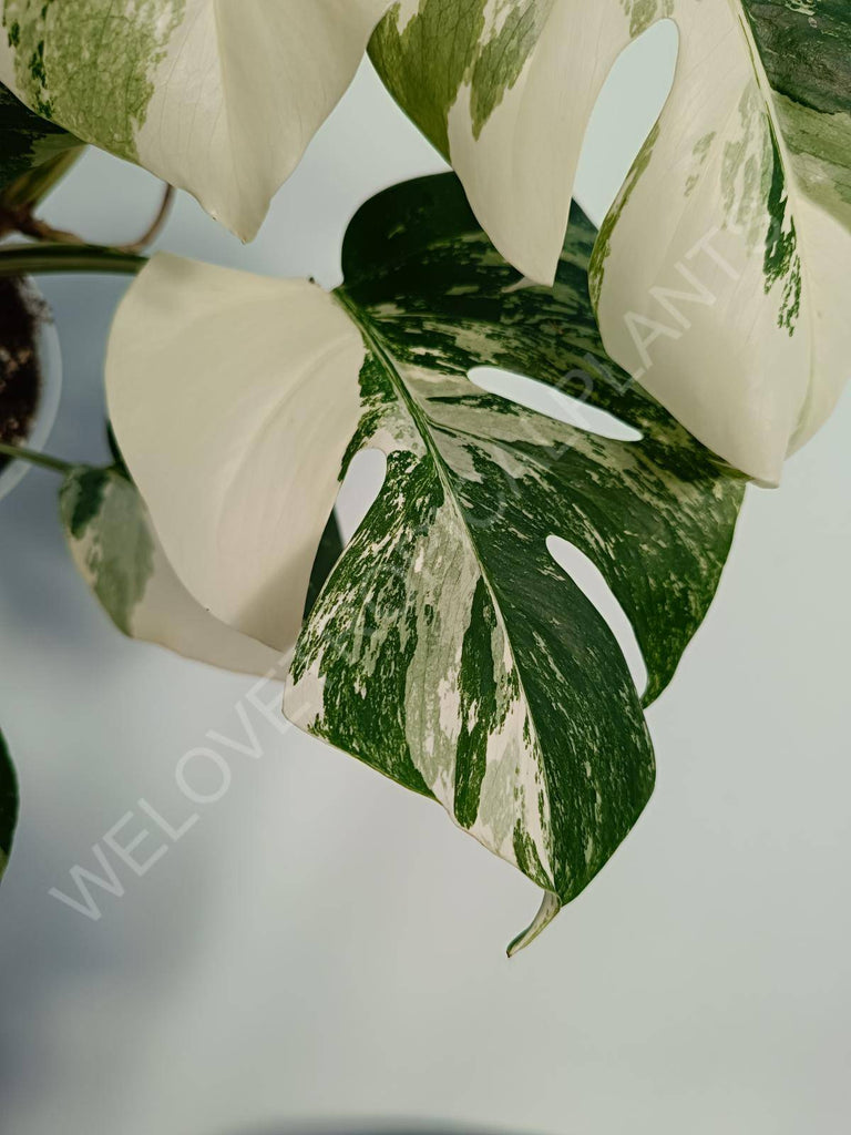 Monstera deliciosa variegata albo