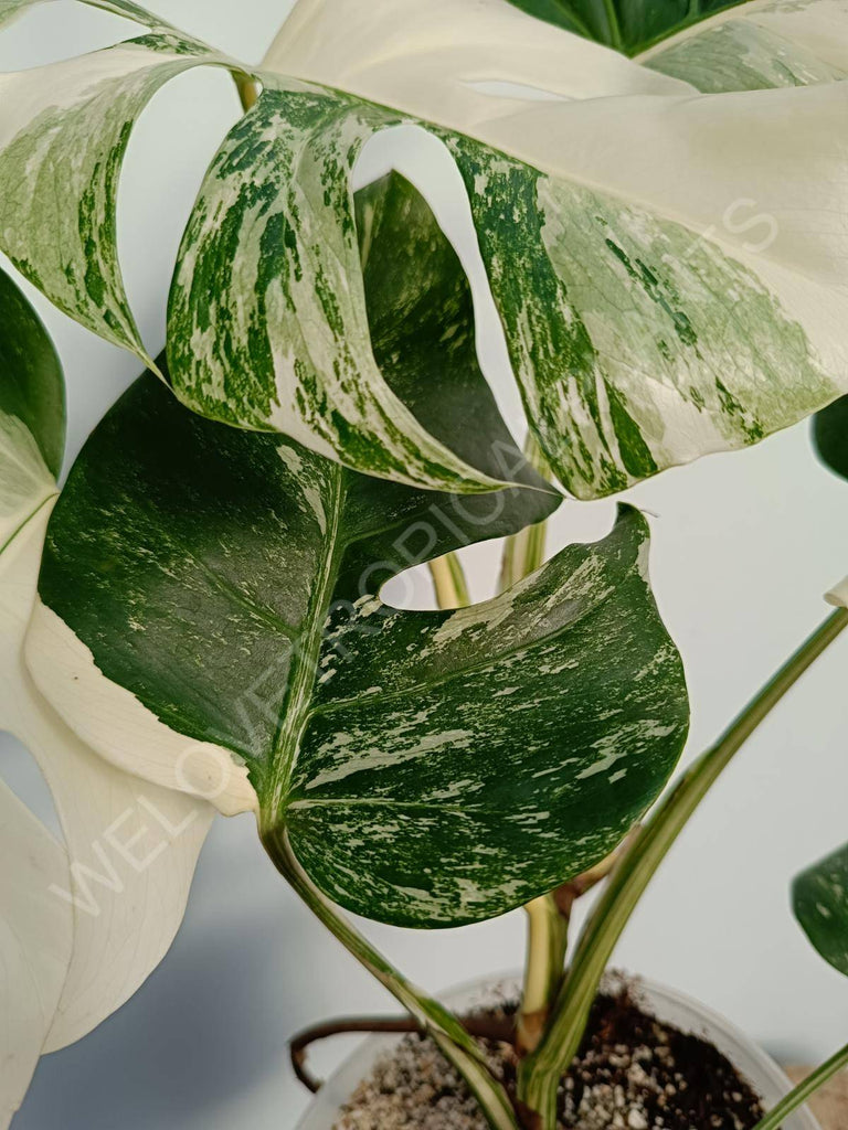 Monstera deliciosa variegata albo