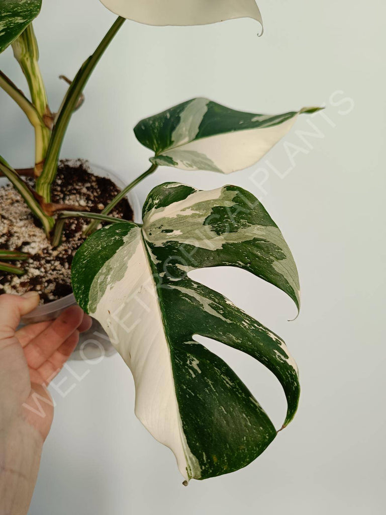 Monstera deliciosa variegata albo