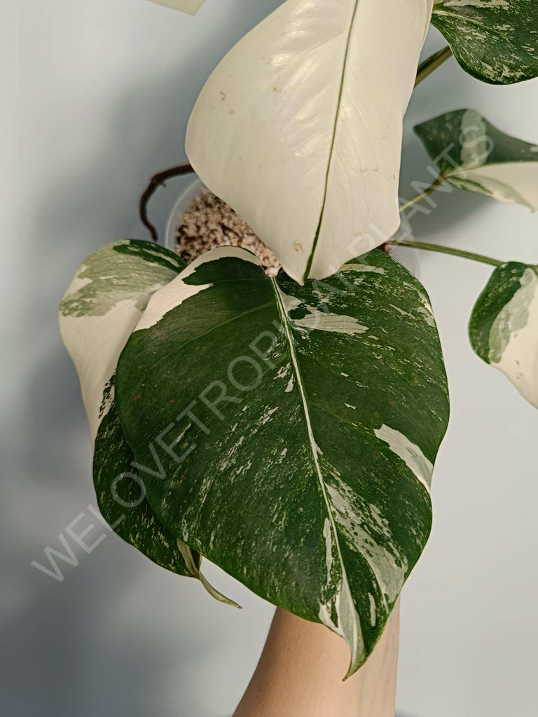 Monstera deliciosa variegata albo