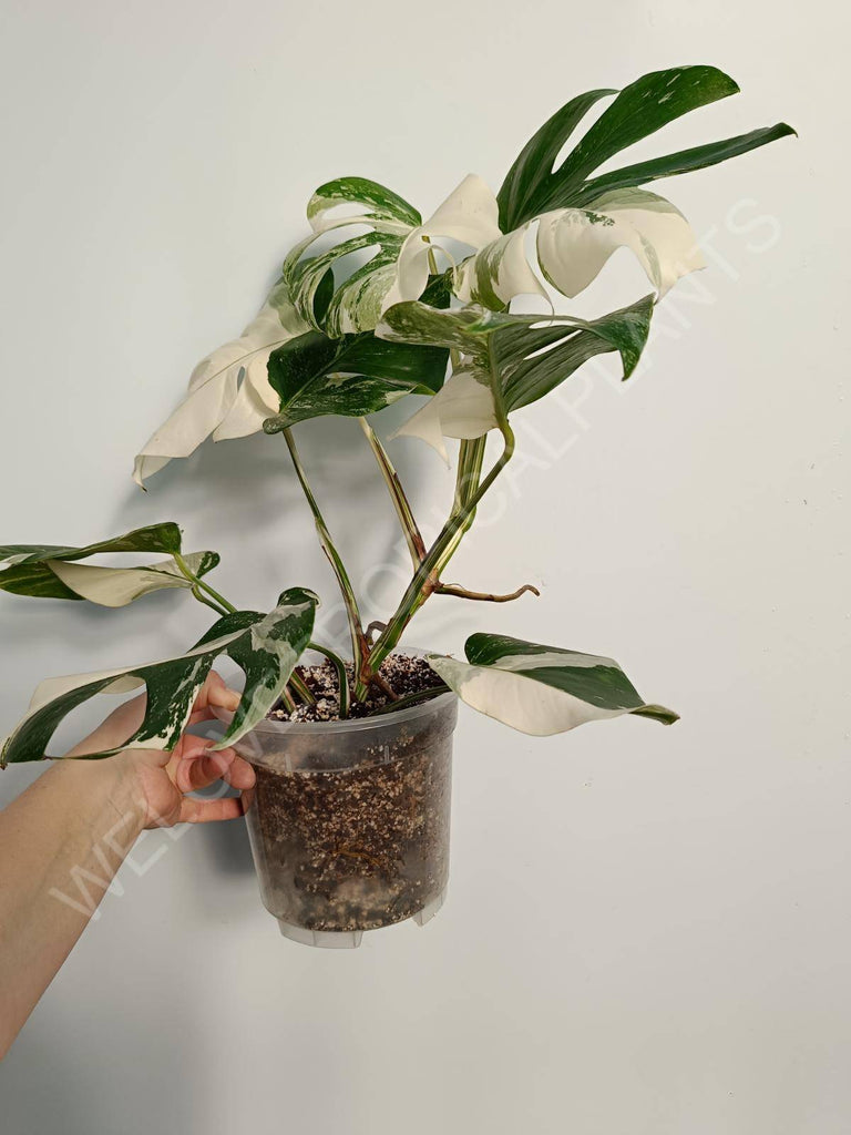 Monstera deliciosa variegata albo