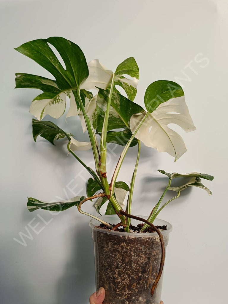 Monstera deliciosa variegata albo