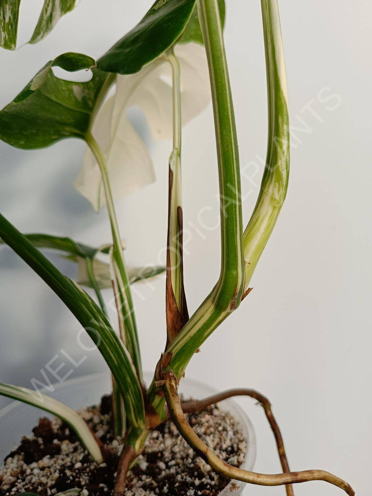 Monstera deliciosa variegata albo