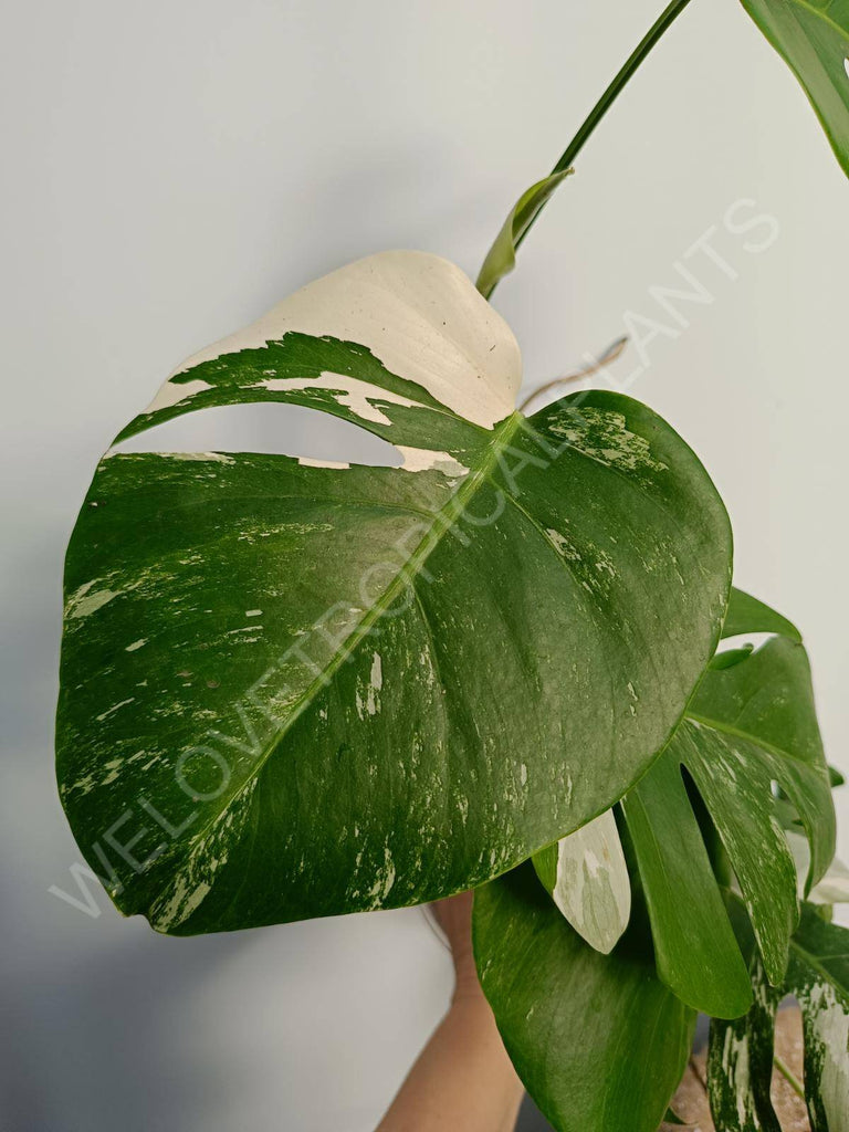 Monstera deliiciosa variegata albo