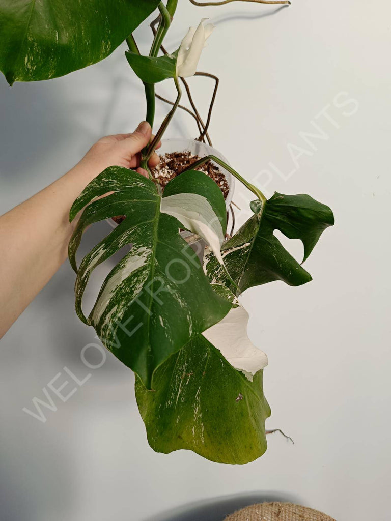 Monstera deliiciosa variegata albo