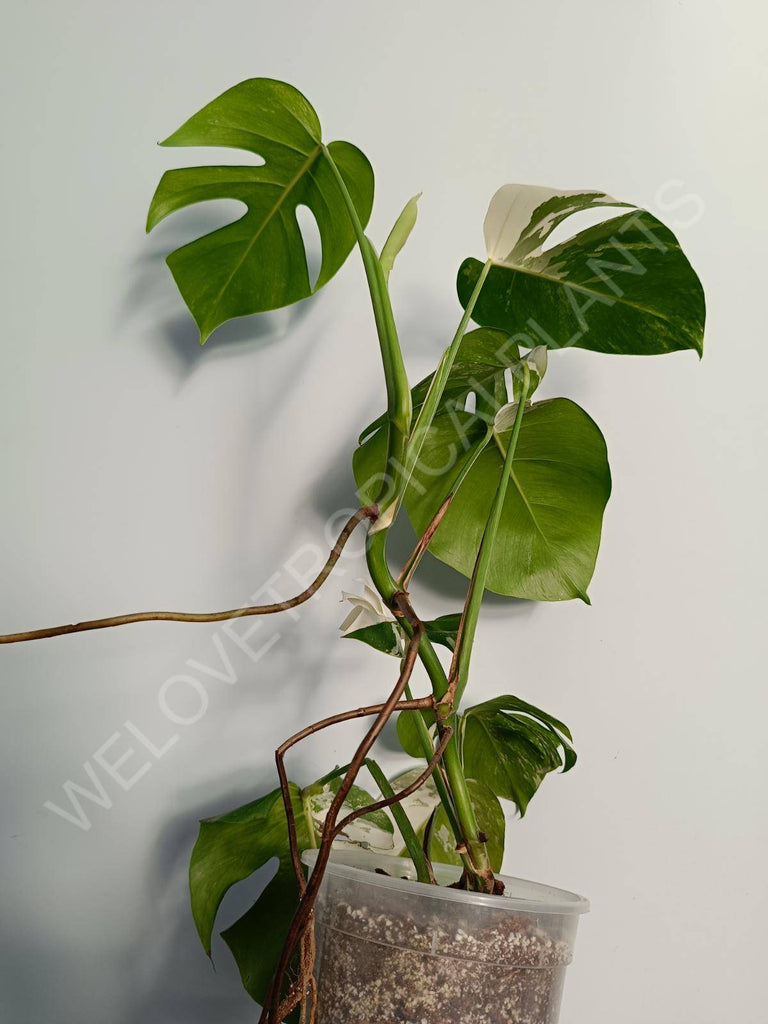 Monstera deliiciosa variegata albo