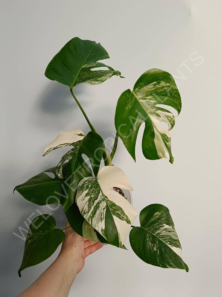 Monstera deliiciosa variegata albo