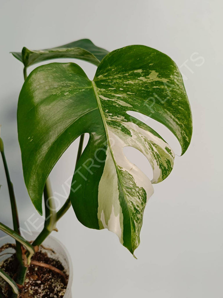 Monstera deliiciosa variegata albo