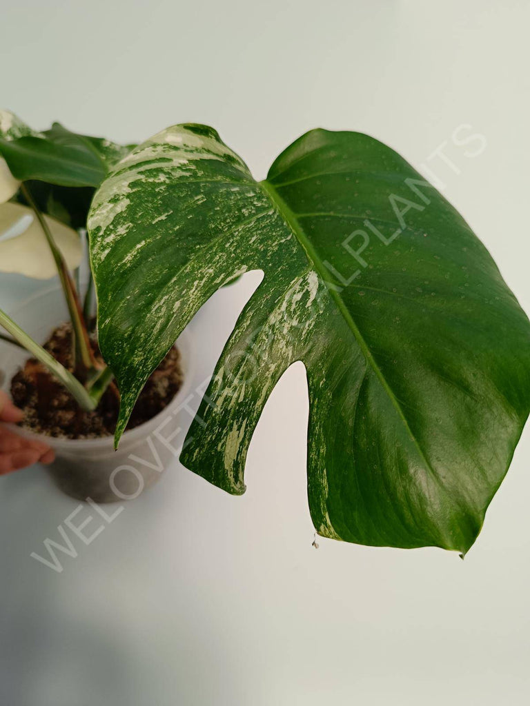 Monstera deliiciosa variegata albo