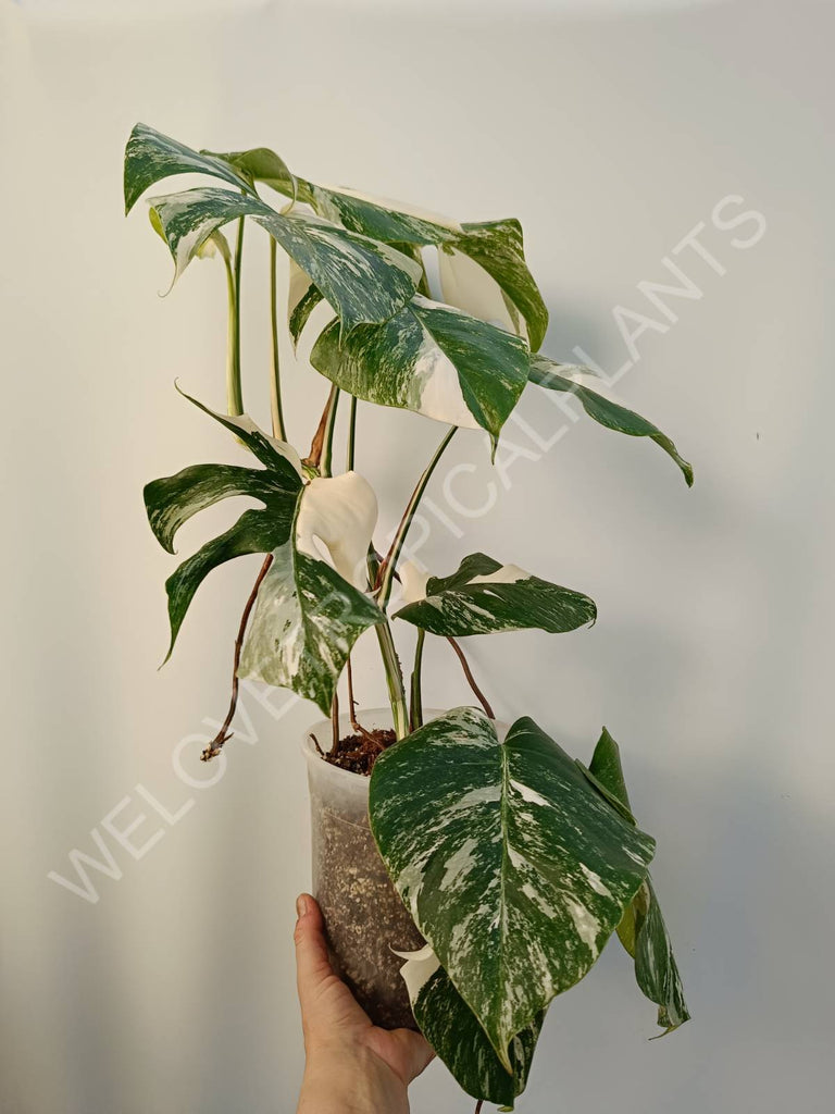 Monstera deliciosa variegata albo