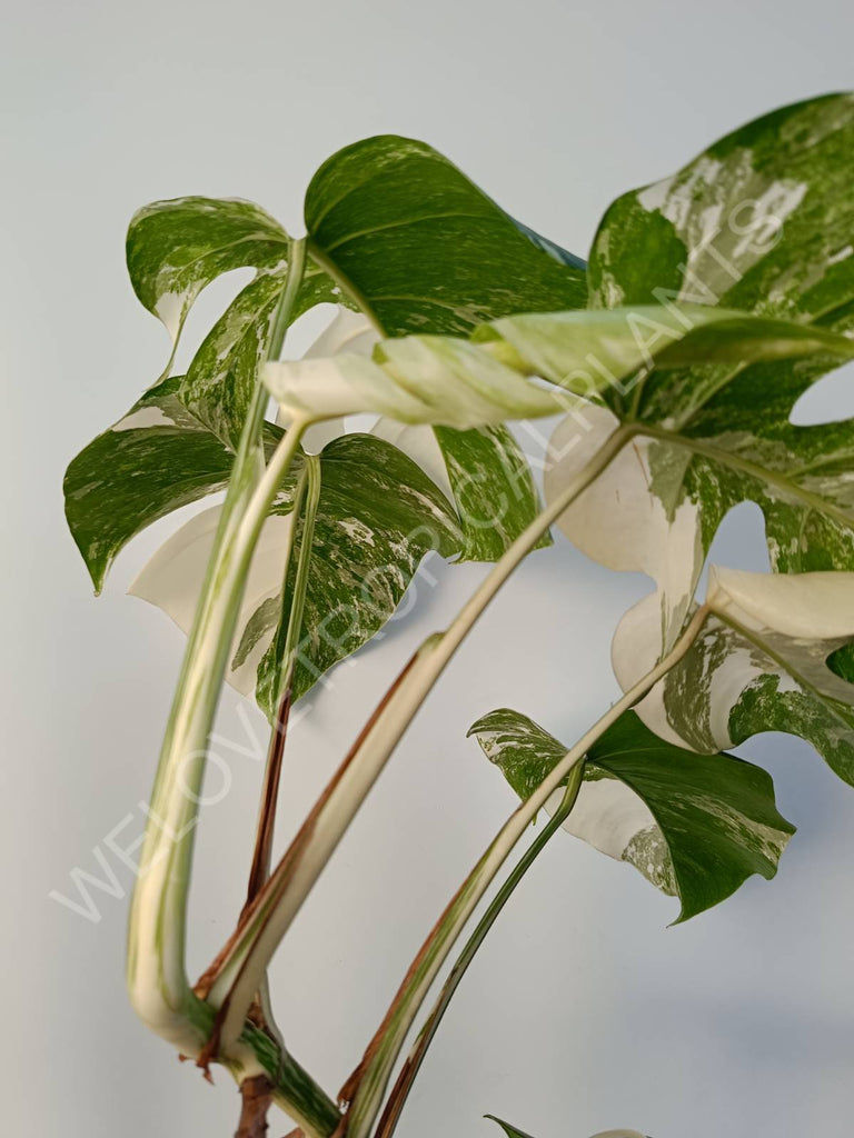 Monstera deliciosa variegata albo