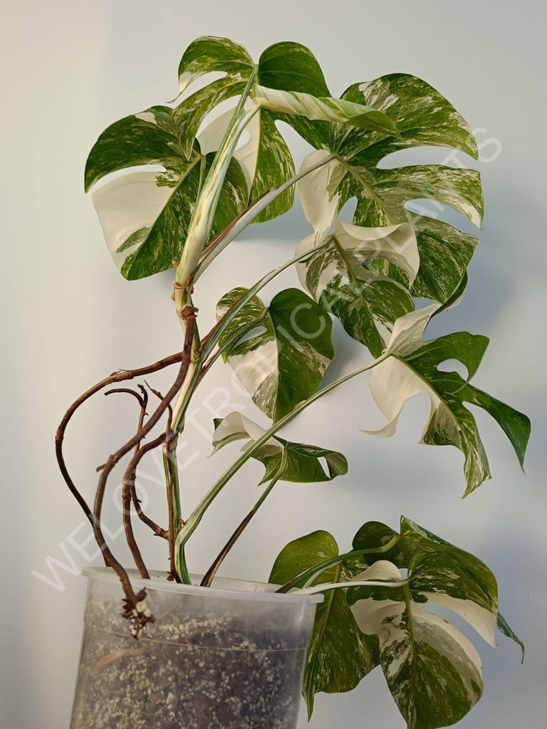 Monstera deliciosa variegata albo