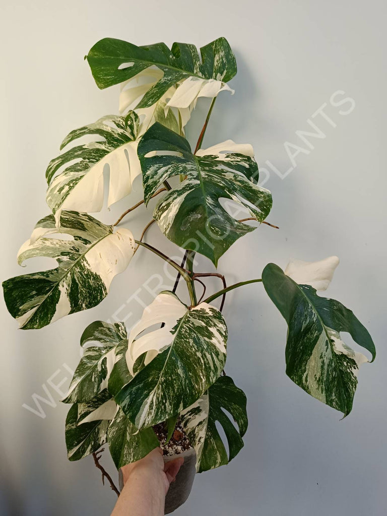 Monstera deliciosa variegata albo