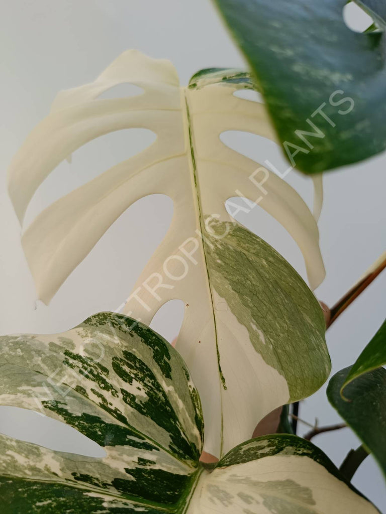 Monstera deliciosa variegata albo