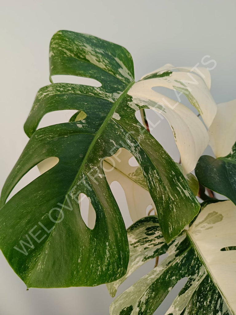 Monstera deliciosa variegata albo