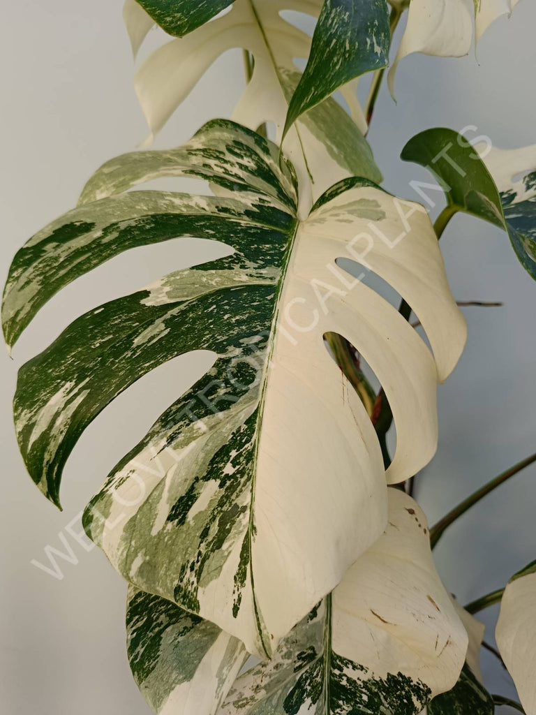 Monstera deliciosa variegata albo