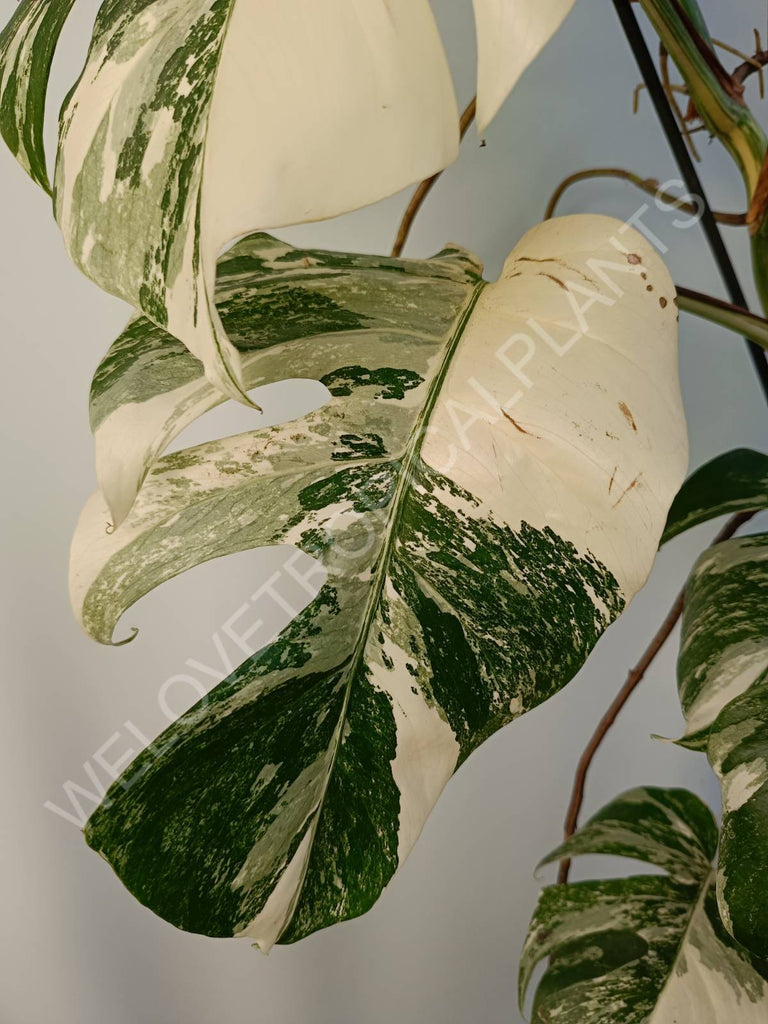 Monstera deliciosa variegata albo