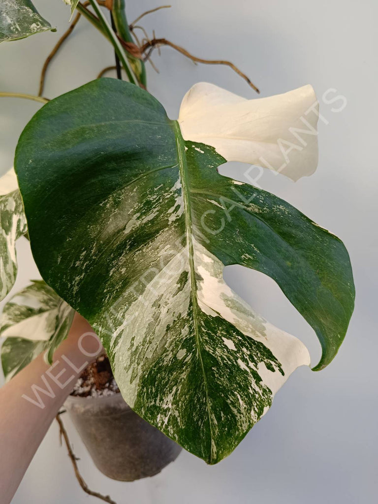 Monstera deliciosa variegata albo