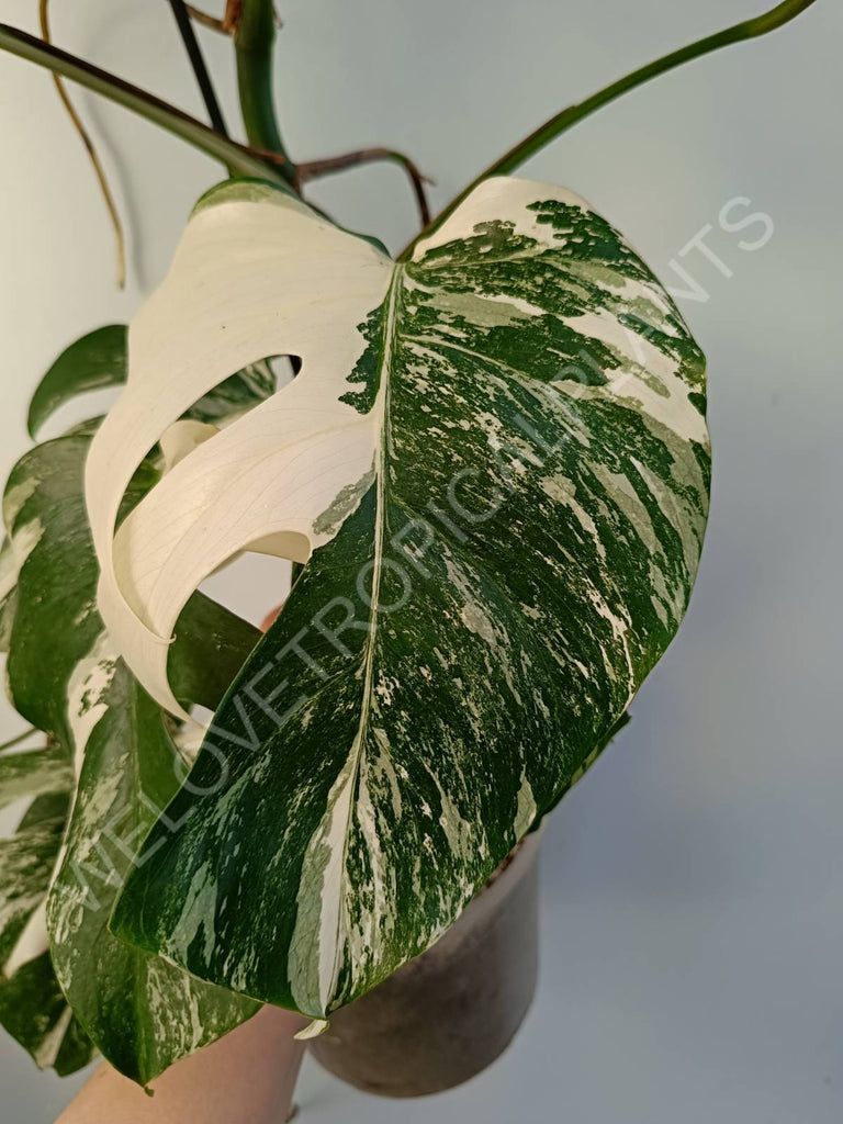 Monstera deliciosa variegata albo