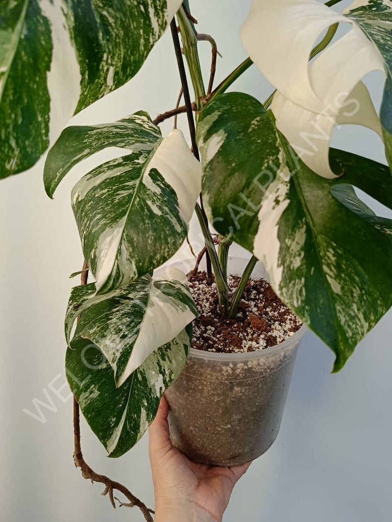 Monstera deliciosa variegata albo