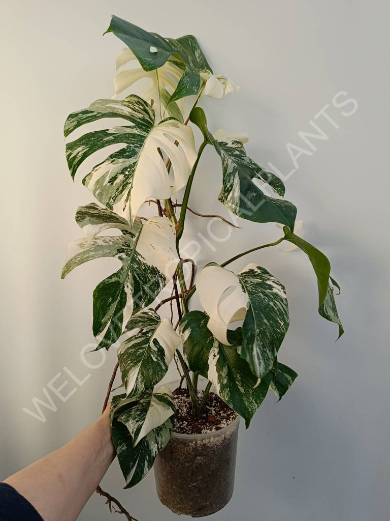 Monstera deliciosa variegata albo