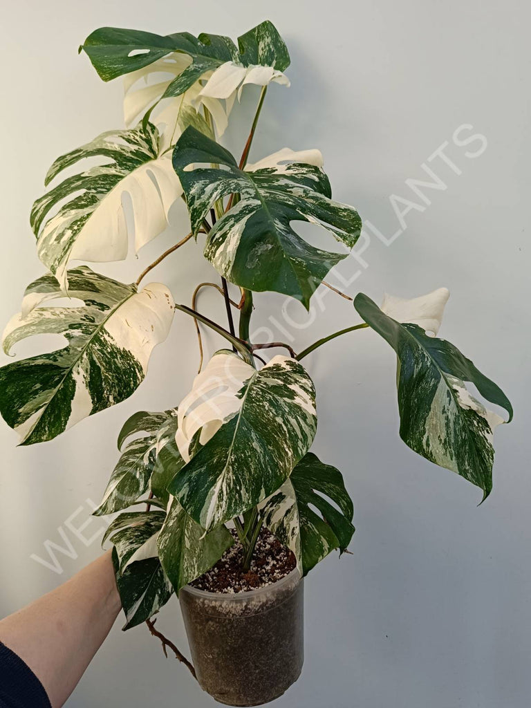 Monstera deliciosa variegata albo