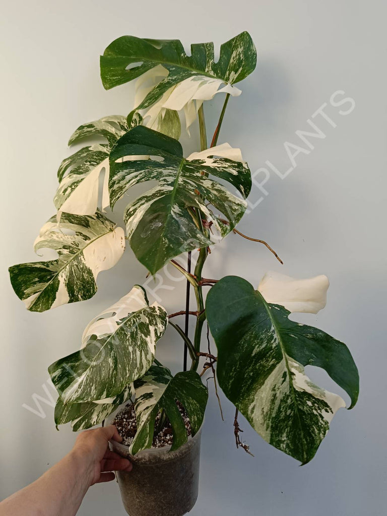 Monstera deliciosa variegata albo