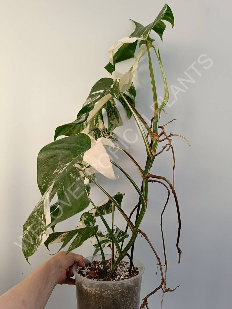 Monstera deliciosa variegata albo