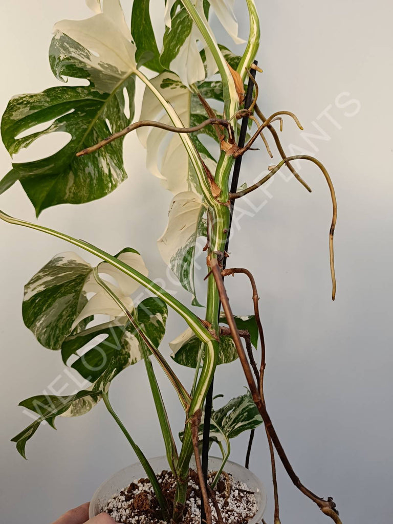 Monstera deliciosa variegata albo