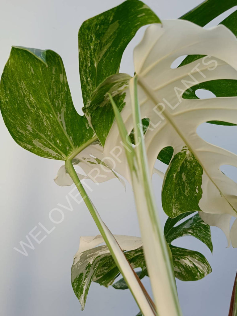 Monstera deliciosa variegata albo