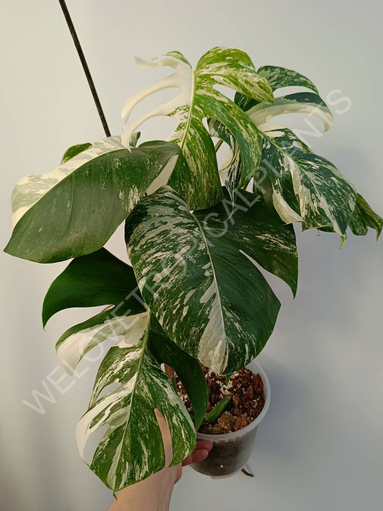 Monstera deliciosa variegata albo