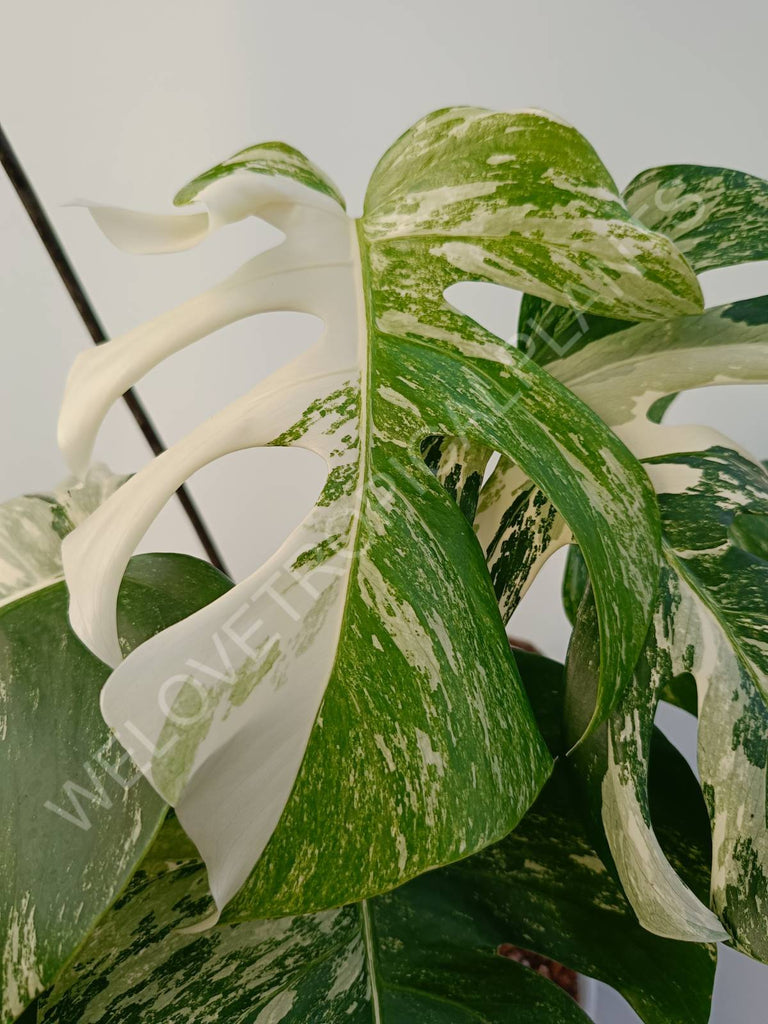 Monstera deliciosa variegata albo