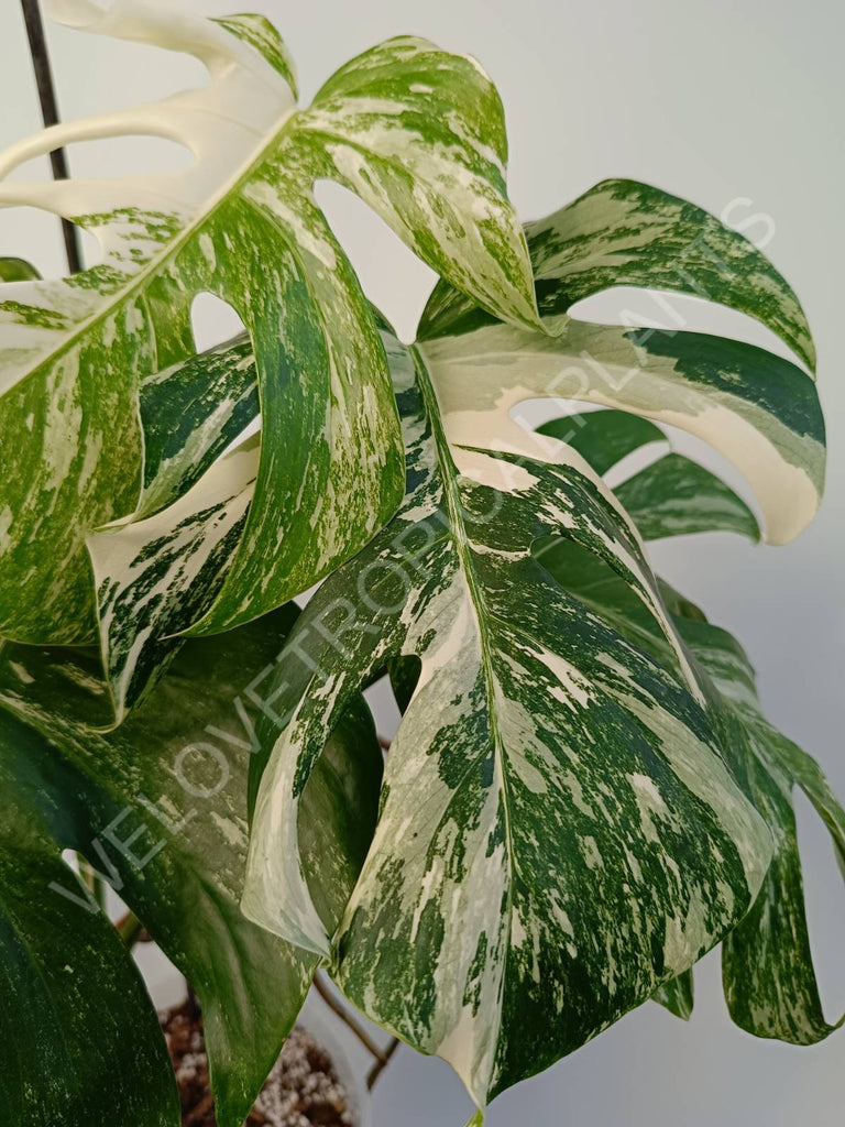 Monstera deliciosa variegata albo