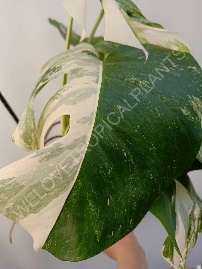 Monstera deliciosa variegata albo